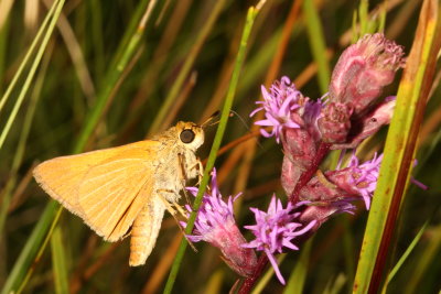 Palmetto Skipper