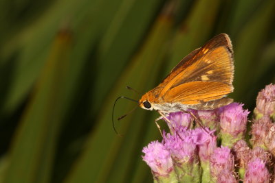Palmetto Skipper ♀