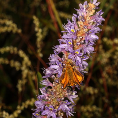 Delaware Skipper ♂