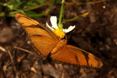 Julia Heliconian ♀