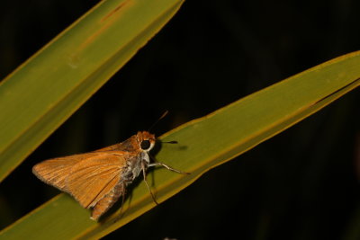 Palmetto Skipper
