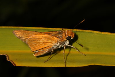Palmetto Skipper