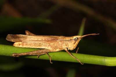 Metaleptea brevicornis ♀ * Clip-wing Grasshopper