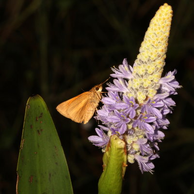 Aaron's Skipper
