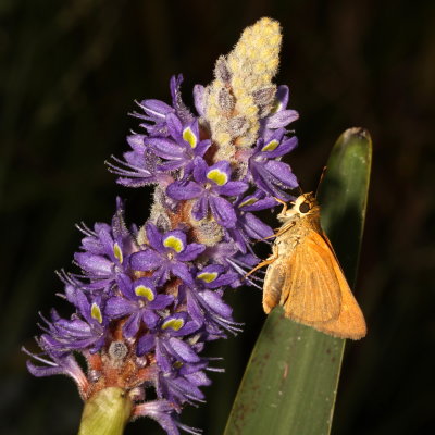 Berry's Skipper