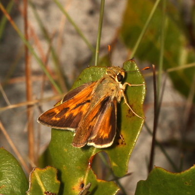 Dotted Skipper ♂