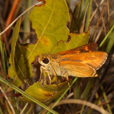 Meske's Skipper ♂