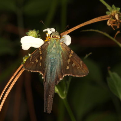 Long-tailed Skipper