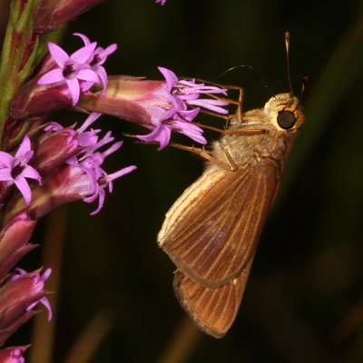 Ocola Skipper