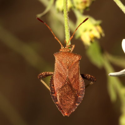 Euthochtha galeator * Helmeted Squash Bug 