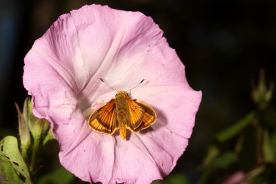 Delaware Skipper ♂
