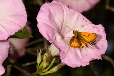 Delaware Skipper ♂