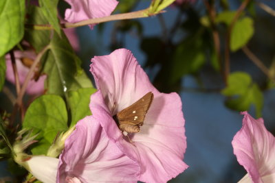 Twin-spot Skipper
