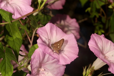 Twin-spot Skipper
