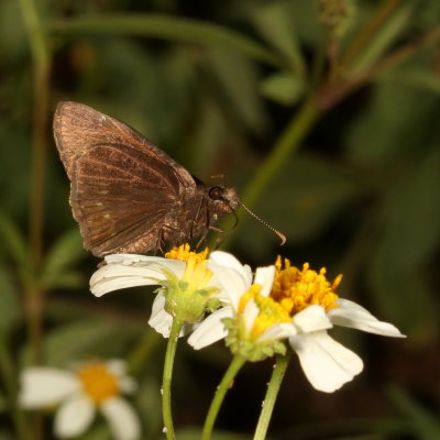 Zarucco Duskywing