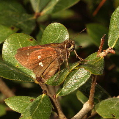 Twin-spot Skipper 