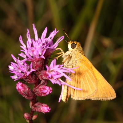 Palmetto Skipper