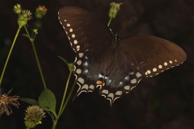 Spicebush Swallowtail  ♀