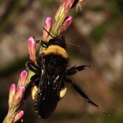 Bombus pensylvanicus * American Bumble Bee