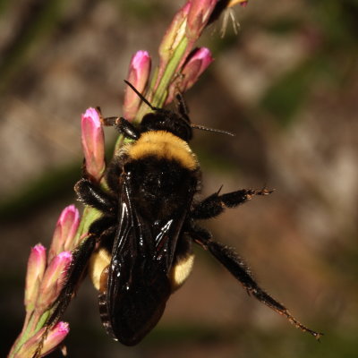 American Bumble Bee