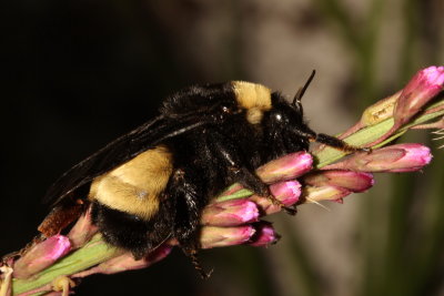 Bombus pensylvanicus * American Bumble Bee