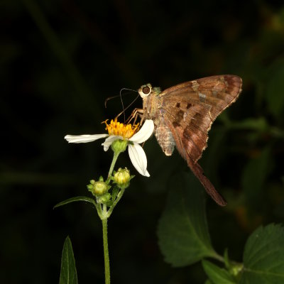Long-tailed Skipper