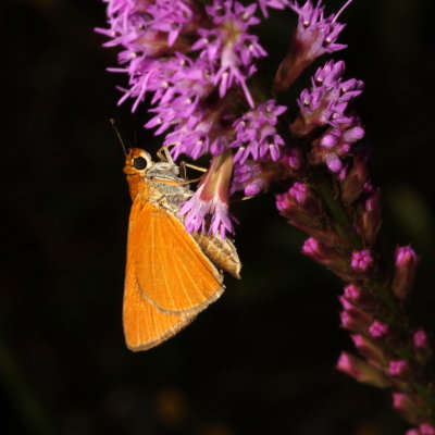 Palmetto Skipper