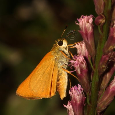 Palmetto Skipper