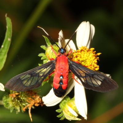 Hodges#8280 * Scarlet-Bodied Wasp Moth * Cosmosoma myrodora 