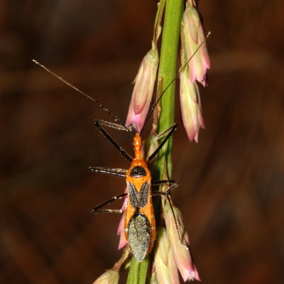 Zelus longipes * Milkweed Assassin Bug