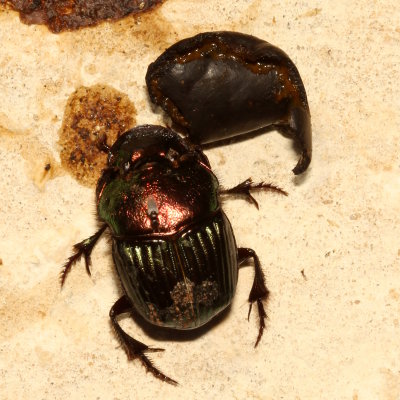 Phanaeus igneus