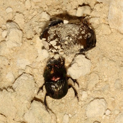 Phanaeus igneus