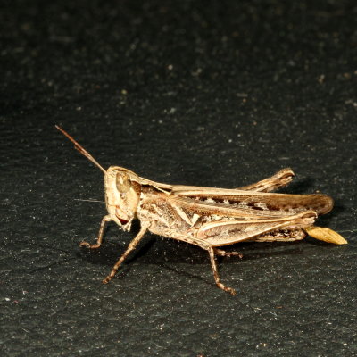 Orphulella pelidna ♀ * Spotted-winged Grasshopper