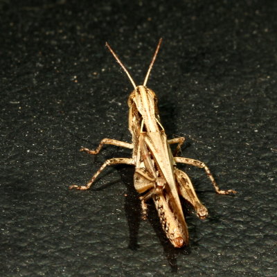 Orphulella pelidna ♀  * Spotted-winged Grasshopper