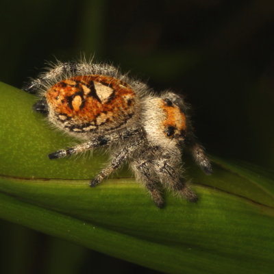 Phidippus regius ♀ 