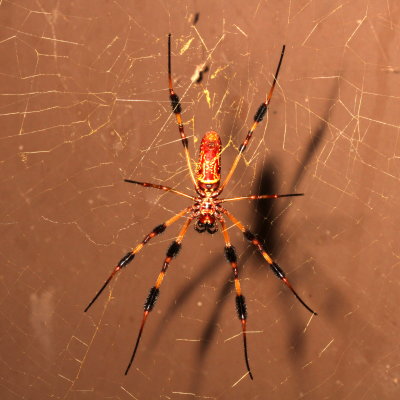 Trichonephila clavipes ♀
