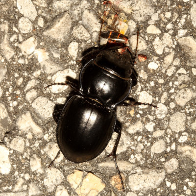 Subfamily Scaritinae 