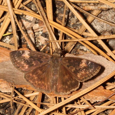 Zarucco Duskywing  ♀