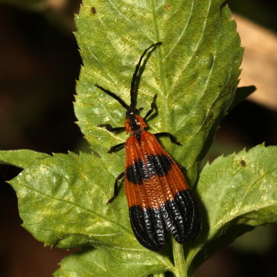 Calopteron reticulatum * Banded Net-wing