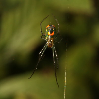 Leucauge argyrobapta