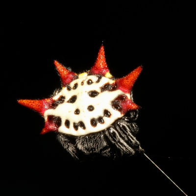 Gasteracantha cancriformis