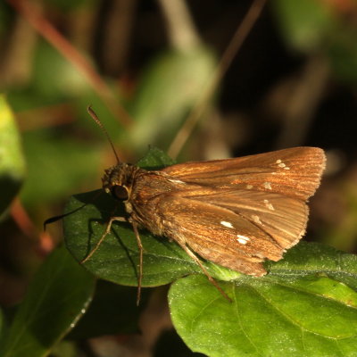 Twin-spot Skipper