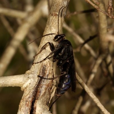 Family Pompilidae * Spider Wasps