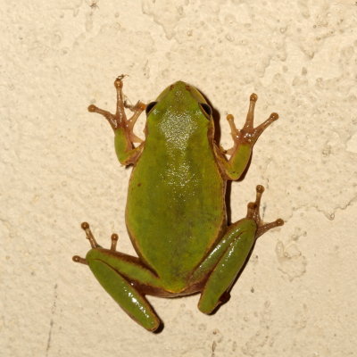 Squirrel Tree Frog