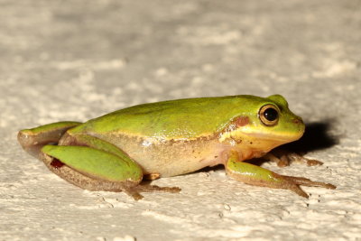 Squirrel Tree Frog