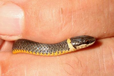 Southern Ringneck Snake