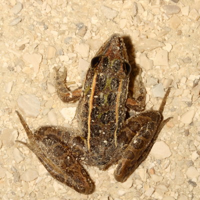 Southern Leopard Frog