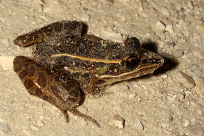 Southern Leopard Frog