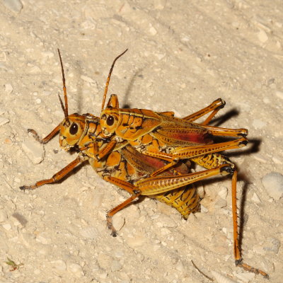 Acrididae : Short-horned Grasshoppers