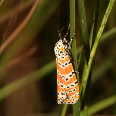 Hodges#8105 * Ornate Bella Moth * Utetheisa ornatrix